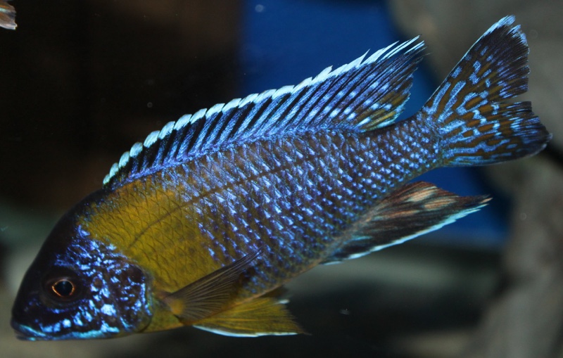 Aulonocara stuartgranti 'Chitimba Bay (Shallow)'